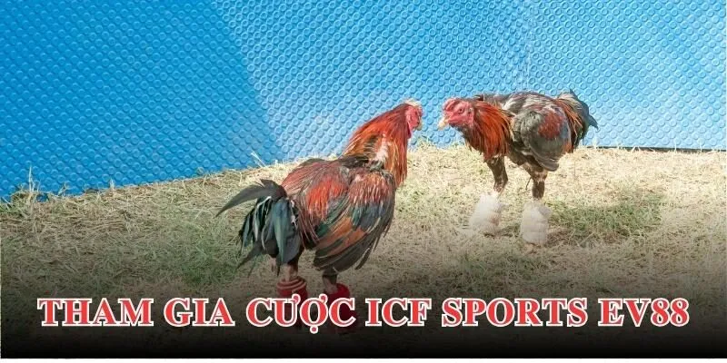 Review Tất Tần Tật Về ICF Sports EV88 Năm 2025 4 Cá cược đá gà online tại ICF Sports EV88